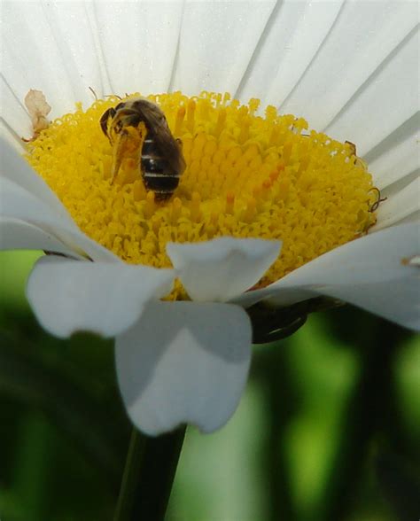 Honey Bee On Shasta Daisy Don Tai Canada Blog