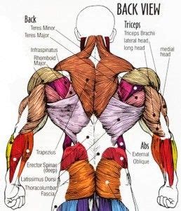 Related posts of muscle names of lower back muscles of cow. 20 best How To Strengthen Lower Back Muscles images on ...