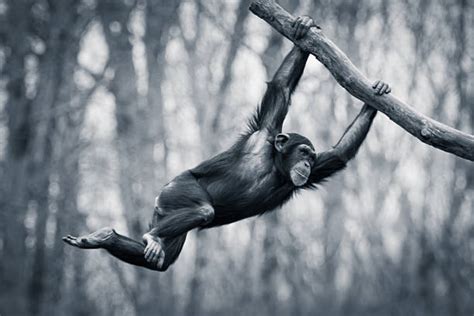Monkey Swinging Stock Photos Pictures And Royalty Free Images Istock
