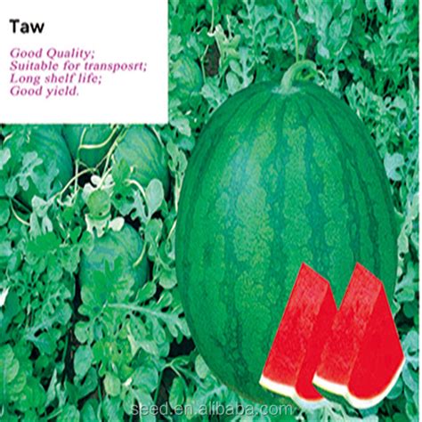 Wholesale Taw Chinese Round Seedless Dark Green Skin Watermelon Seeds