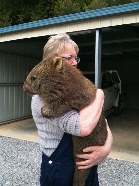 Hugging Wombat Bonney At Wombat Refuge Animals And Pets Baby Animals
