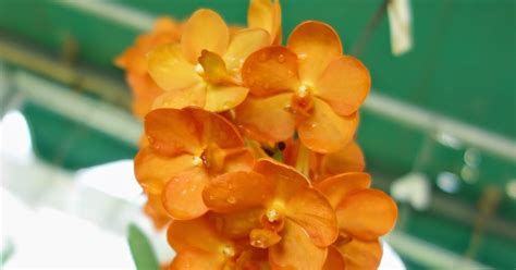 Hoa Phong Lan Vi T Vietnam Orchids Orange Vanda