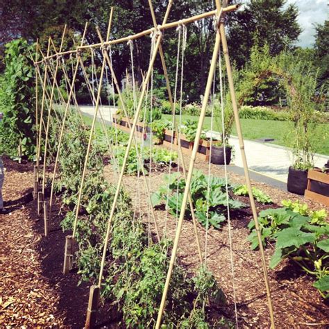 5 Ways To Stake Tomatoes For A Bountiful Tomato Harvest Bamboo