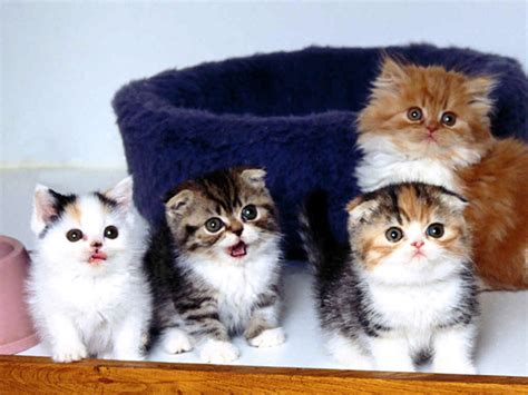 Sweet And Amusing Fluffy Cats Amo Images Amo Images