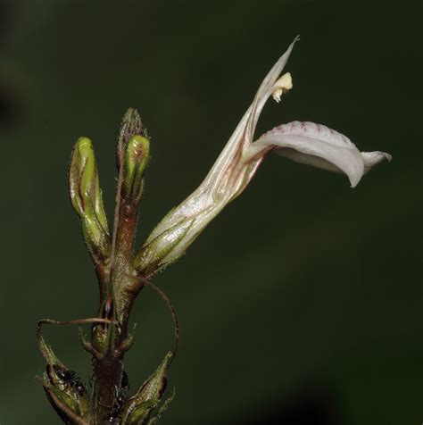 Verified by not on sheet Justicia gendarussa Burm.f. | Plants of the World Online ...