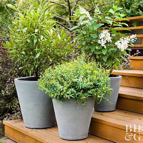 Best Evergreen Trees For Patio Pots Patio Ideas