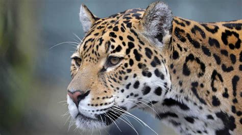 We did not find results for: Jaguares están siendo amenazados por traficantes chinos ...