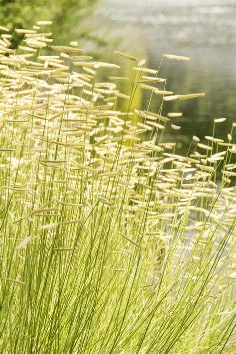 Blonde Ambition Blue Grama Grass Monrovia Plant