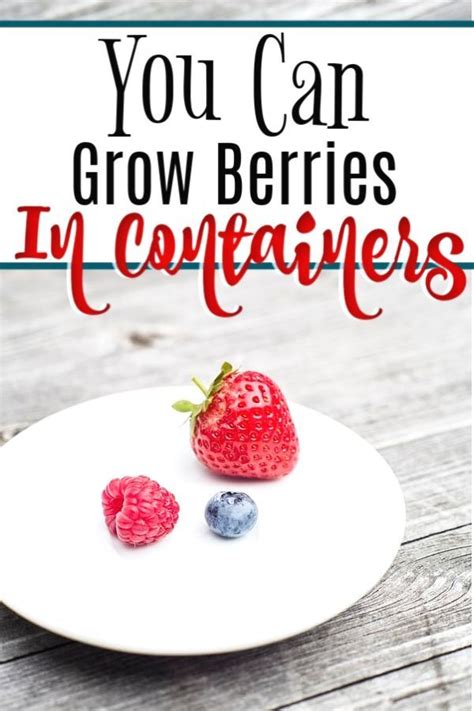 How To Grow Berries In Containers Growing Berries Doesnt Mean You Have