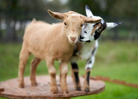 Adorable Goat Pictures To Brighten Your Day