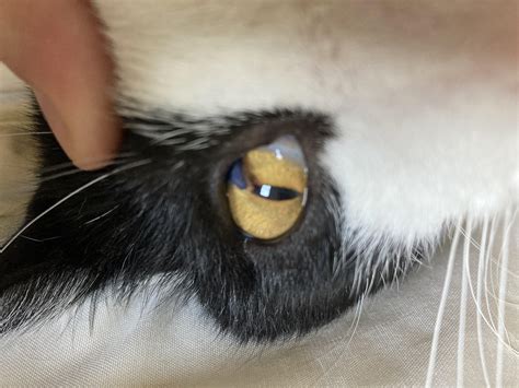 Something In My Cats Eye What Could It Be Rvet