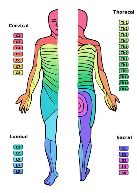 Spinal Cord Injury Levels What Functions Are Affected