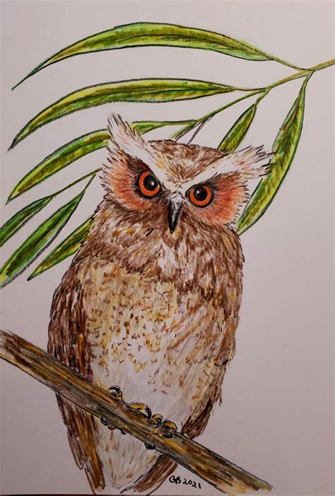 Crested Owl In 2021 Color Pencil Drawing Drawings Pencil Drawings