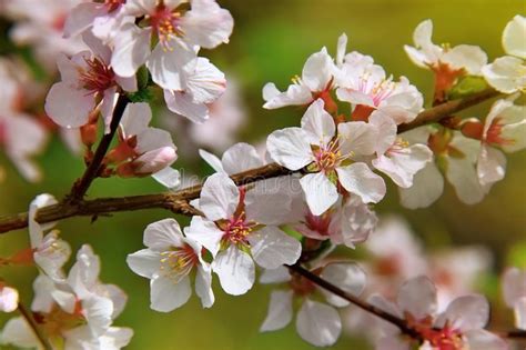 The Cherry Trees Are Blooming White Flowers White Cherry Blos Stock