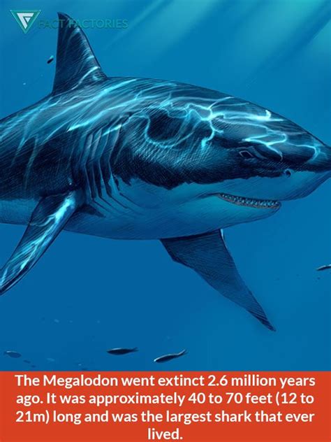 Megalodon The Largest Shark Ever To Exist Megalodon Largest Shark