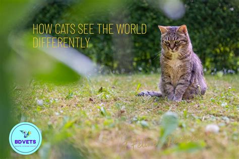 How Cats See The World Differently Bdvets