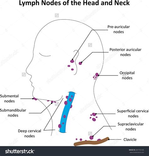 Face Lymph Nodes Map
