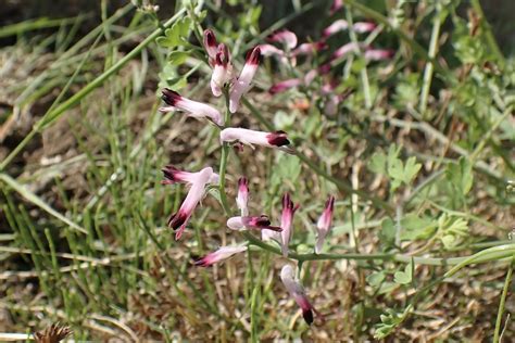 Martins Ramping Fumitory Fumaria Reuteri Martins Rampi Flickr