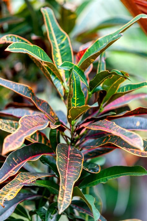 How To Care For Croton Plants Dengarden