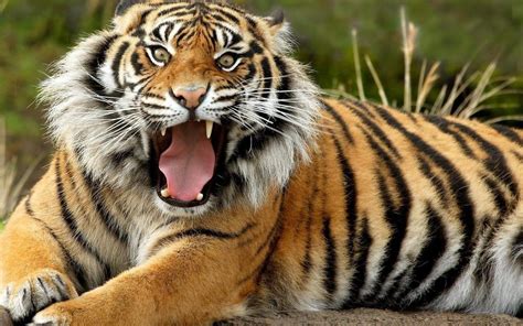 10 New Angry Tiger Wallpaper Hd 1080p Full Hd 1920×1080 For Pc Desktop 2020