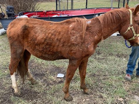 Man Charged With Animal Cruelty Of 3 Emaciated Horses Sheriff