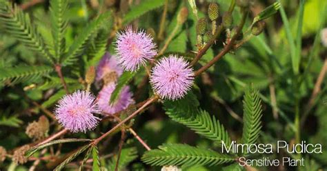 Mimosa Pudica Care Growing The Sensitive Plant