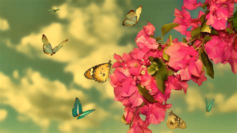 Butterflies And Pink Blossoms