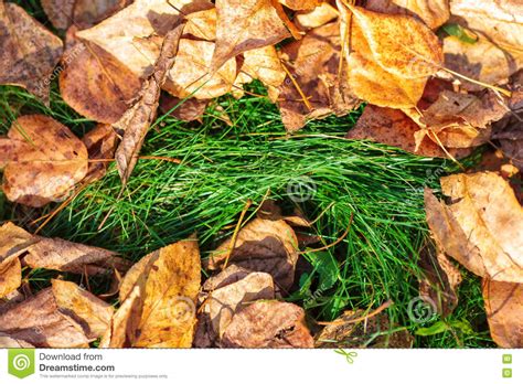 Fallen Yellow Autumn Leaves On The Bright Green Grass Closeup Stock