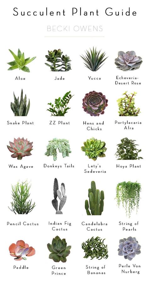 De 424 Bästa Plants And Planters Bilderna På Pinterest