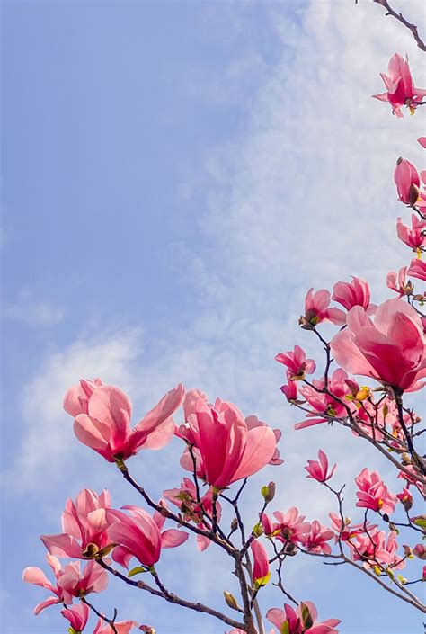 500 Magnolia Flower Pictures Hd Download Free Images On Unsplash