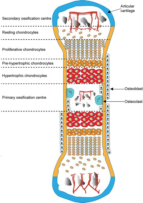 Schematic Of Endochondral Ossification And Formation Of Primary And