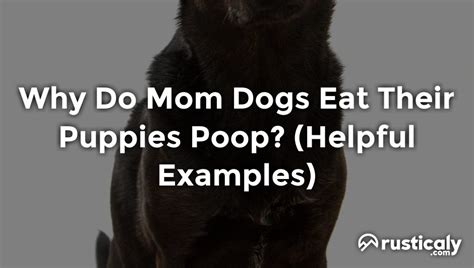 Why Do Mom Dogs Eat Their Puppies Poop Clearly Explained