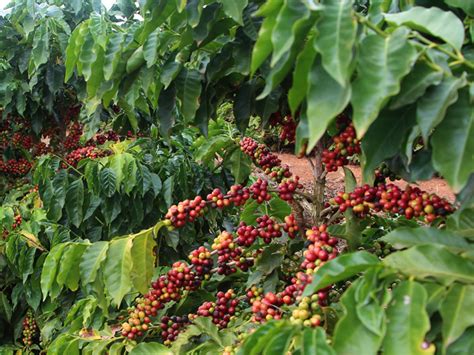 Clusters of small white flowers bloom from the branch tips in spring and summer, and red fruits are produced in summer. Managing the ups and downs of coffee production | Crop ...