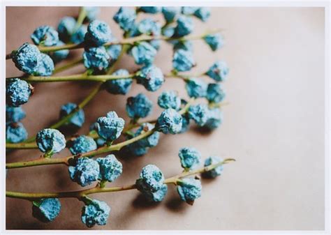 Blue Flower Cynthia Selahblue Cynti19 Photo 25197994 Fanpop