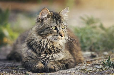 My cat loves the long ones. Can Cats Eat Rice?: White, Brown and Other Grains to Know