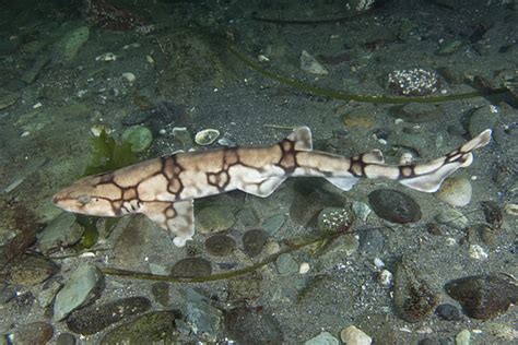 Catshark Shark Facts For Kids