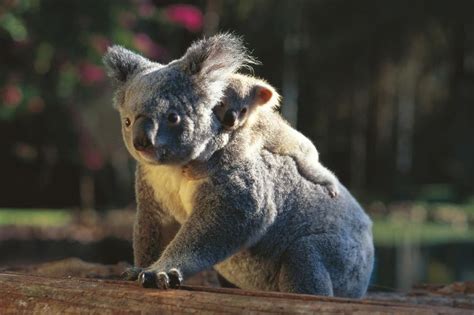Australian Research Project Uses Drones To Protect Koala Bears