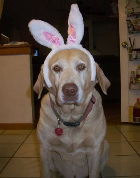 Easter Bunny Impersonators Cuteness Overflow