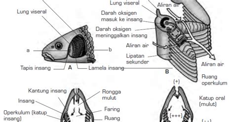 Sistem Pernapasan Hewan Vertebrata Respirasi Vertebrata