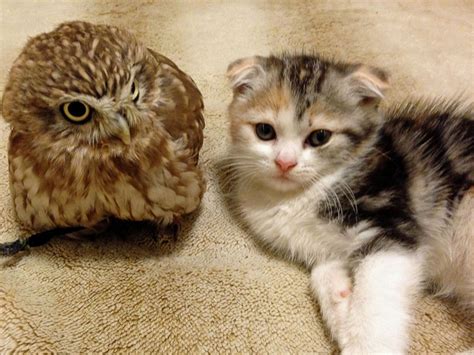 Meet The Owl And Kitten Who Are Best Friends Picture Animal Kingdoms Odd Couples Abc News