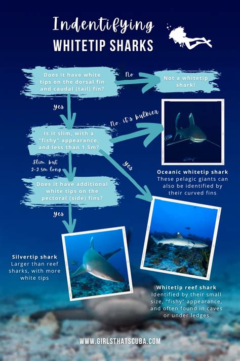 Whitetip Reef Sharks 8 Questions Answered