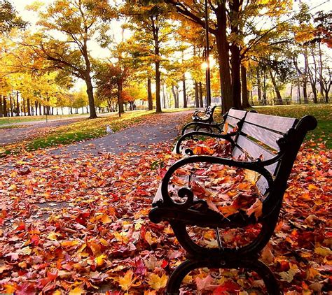 Autumn Bench Landscape Nature Hd Wallpaper Peakpx