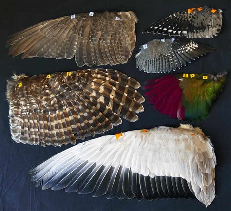 Bird Wing Study Reveals Different Flight Development Paths The
