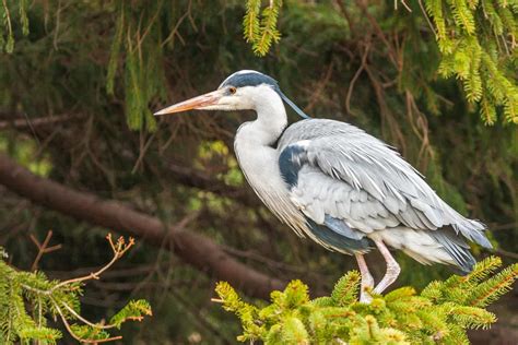 12 Birds That Look Like Herons Identifying Herons Egrets And More