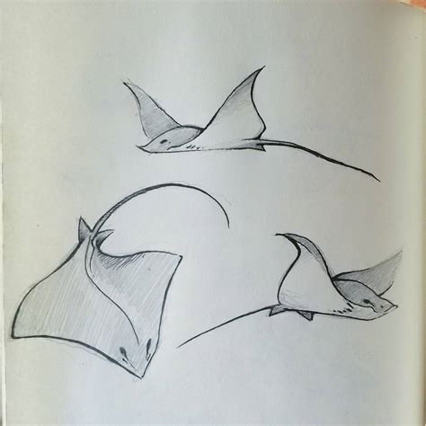 Sting Ray Drawing At Getdrawings Free Download