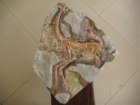 Transitional Fossil Sinosauropteryx Prima One Of The Best Preserved