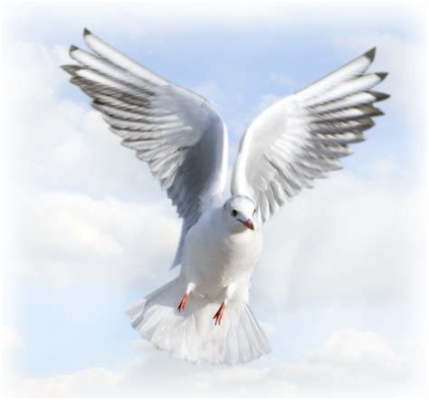 Holy Spirit Dove Png Pic Png Mart