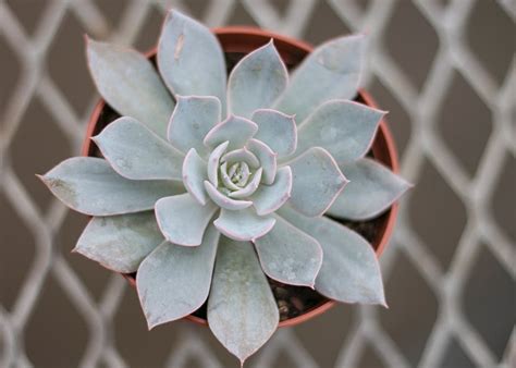 Encontre este pin e muitos outros na pasta suculentas de orquídeas. Rosinha-de-pedra - Vale Natural Garden Center - Junte-se a ...