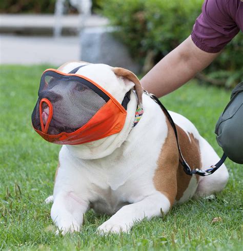 Canine Friendly Short Snout Dog Muzzle Large Charcoal Ebay