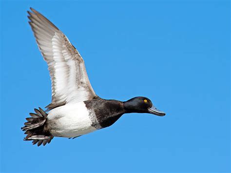 420 Lesser Scaup Duck Stock Photos Pictures And Royalty Free Images